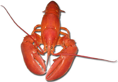 fresh live maine lobster